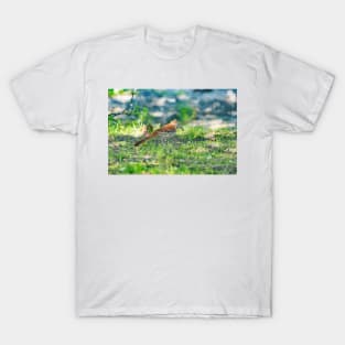 Brown Thrasher T-Shirt